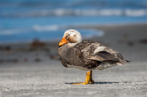 Aves Veloces Que No Vuelan