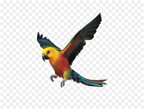 Aves, Volando Parrot, Los Grabadores De Vídeo Digital ...