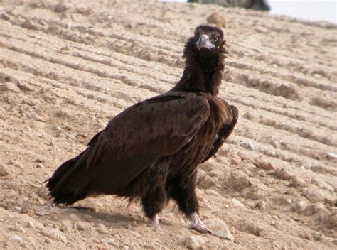 Aves y Fotografía de Naturaleza: Buitre Negro, Aegypius ...