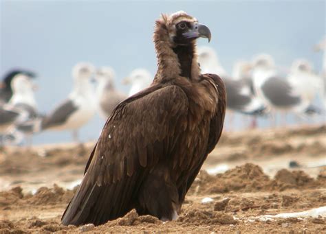 Aves y Fotografía de Naturaleza: Buitre Negro, Aegypius ...
