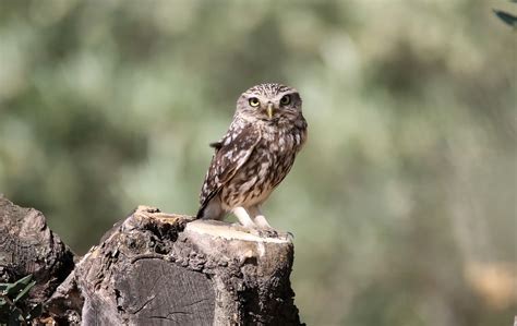 Aves y Fotografía de Naturaleza: Rapaces Nocturnas ...