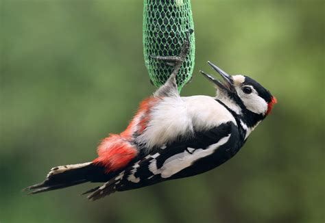 Aves y mamíferos tienen más posibilidades de sobrevivir al cambio climático