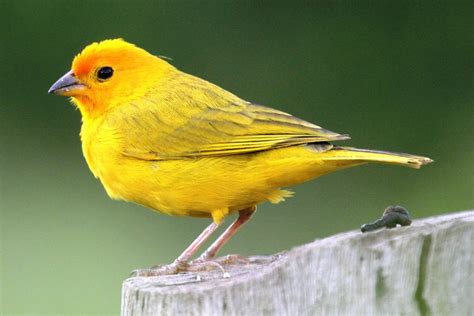Aves y pájaros :: Toda la información sobre los pájaros y ...
