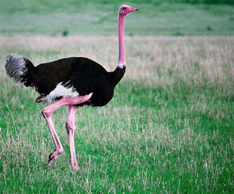 AVESTRUCES | Cuanto vive un avestruz, cuanto pesan y donde ...