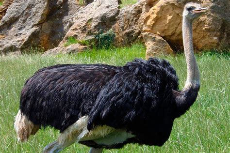 AVESTRUCES | Cuanto vive un avestruz, cuanto pesan y donde ...