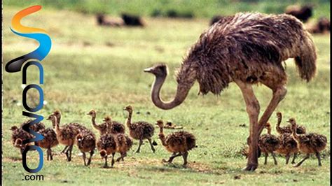 Avestruz africano   Ostrich   YouTube