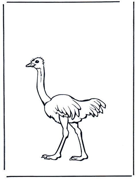 Avestruz dibujo   Imagui