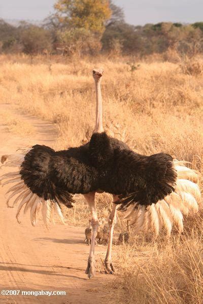 Avestruz, Gigante de África