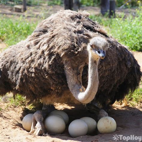 avestruz huevos   TopHoy