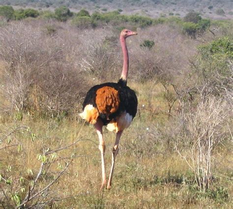 Avestruz Masai | Wiki Reino Animalia | Fandom powered by Wikia
