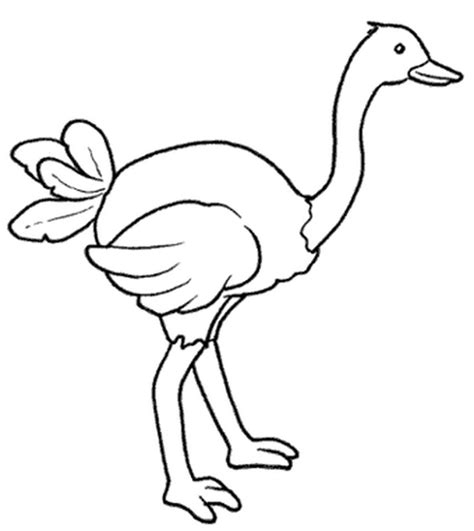 Avestruz para colorear 2020 | Imágenes de avestruces para ...