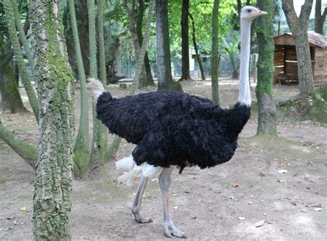 Avestruzes   Zoo de Lourosa