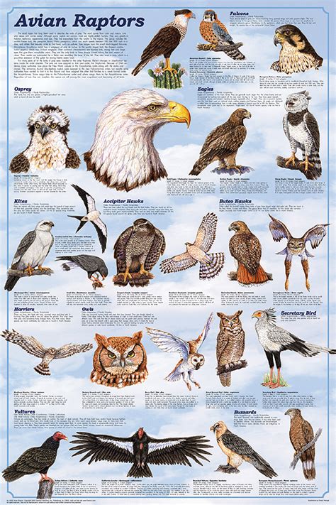 Avian Raptors Poster   the Birds of Prey: Hawk, Eagle ...