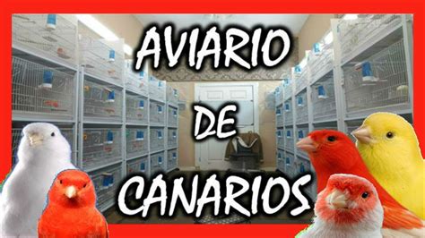 AVIARIO DE CANARIOS  AVIARIO DEL REY | CRIA DE CANARIOS    YouTube
