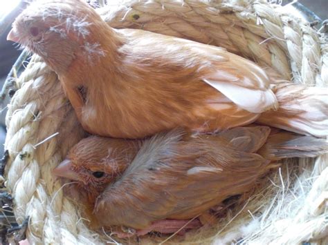 Aviario Pancorbo: Evolucion de los pollos