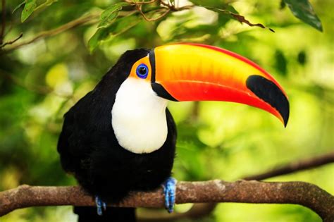 Avistamiento de Aves en Amazonas. Tucán   Amazon Jungle ...