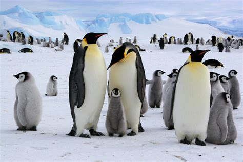 Avistamiento de pingüinos en Chile: dónde y cómo verlos ...