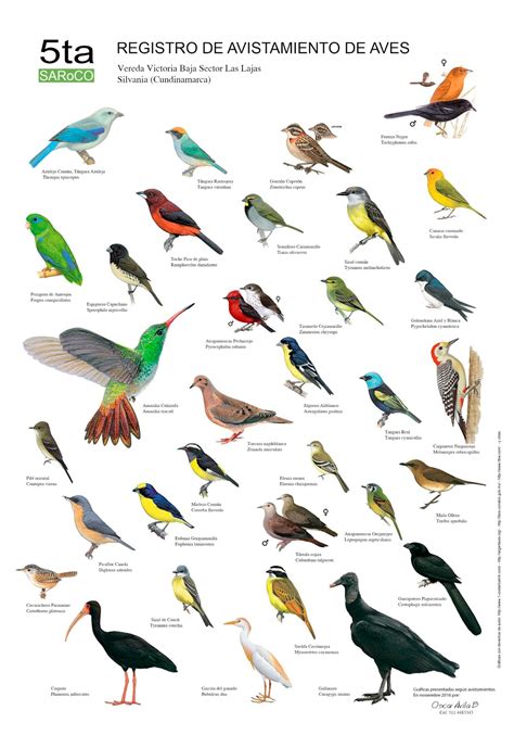 Avistamientos de Aves en Silvanìa  Cundinamarca   Colombia