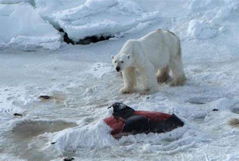 Avistan por primera vez un oso polar comiéndose un delfín ...