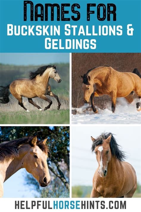 Awesome Horse Names for Your Buckskin Stallion or Gelding | Buckskin ...