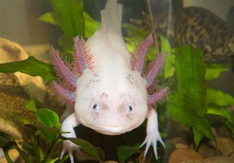 Axolotl Care Sheet: Tank Set Up, Health, Diet and More ...