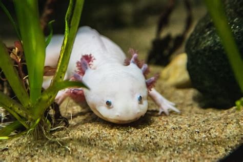 Axolotl Care Sheet: Tank Set Up, Health, Diet and More ...