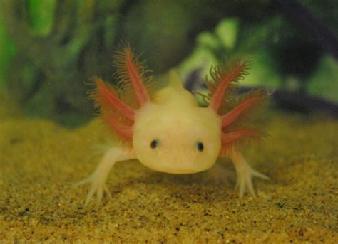 Axolotl Facts for Kids | Axolotls Information | Animal ...
