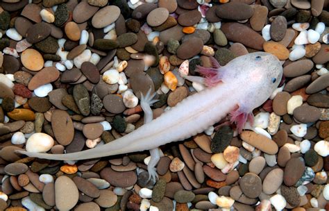 Axolotl | San Diego Zoo Animals & Plants