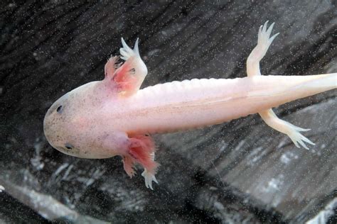 Axolotls as Pets: Cost to Get One, Ease of Care, and Limb ...