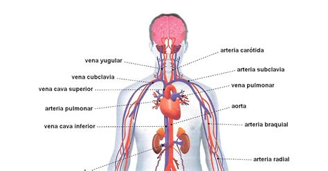 Azarias Portfolio: Nuestro sistema circulatorio
