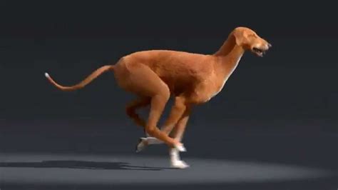 Azawakh dog run cycle animation   YouTube