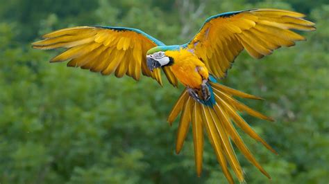 Azul   amarillo guacamayo pájaro vuelo | Imágenes de ...