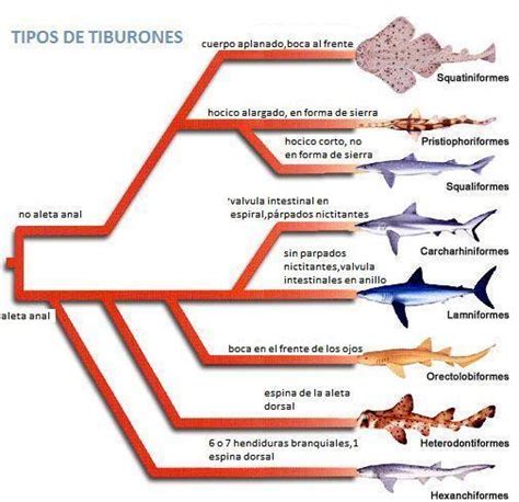 Azul Vertical : Tiburones del Mediterráneo