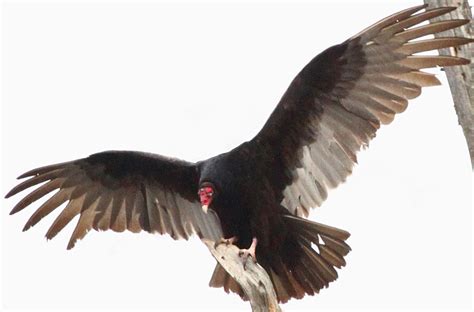 B.I.R.D.: Turkey Vultures