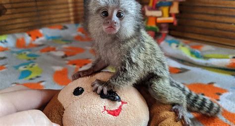 babies pygmy marmoset Capuchin monkeys for sale ...