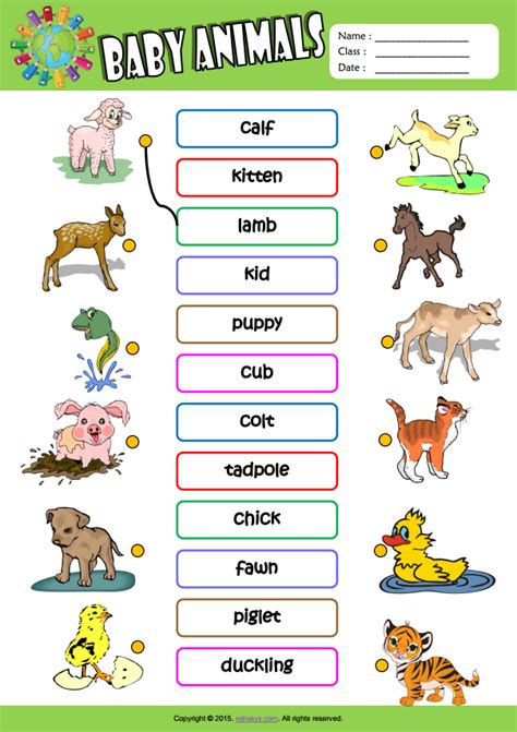 Baby Animals ESL Vocabulary Matching Exercise Worksheet For Kids ...