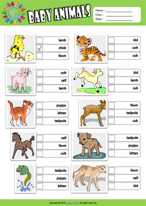 Baby Animals ESL Vocabulary Multiple Choice Worksheet For Kids | Hoc360.net
