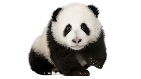 Baby Animals Memory | Pandas, Bamboo grass and Animals