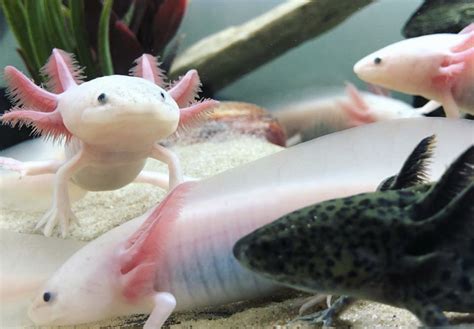 Baby Axolotl Price