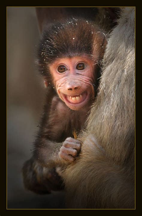 Baby Baboon | Animales lindos, Orangutanes y Animales