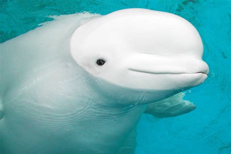 Baby Beluga : Whale That Inspired Popular Raffi Children ...