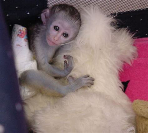 baby capuchin monkey for free adoption and for sale ...
