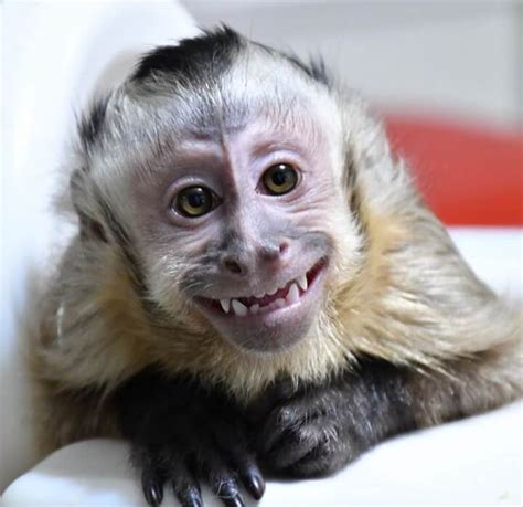 baby capuchin monkey for sale | capuchin money for sale ...