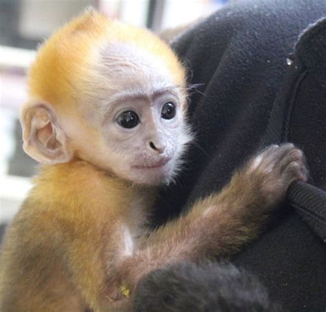 Baby Capuchin Monkeys For Adoption  302  585 3945