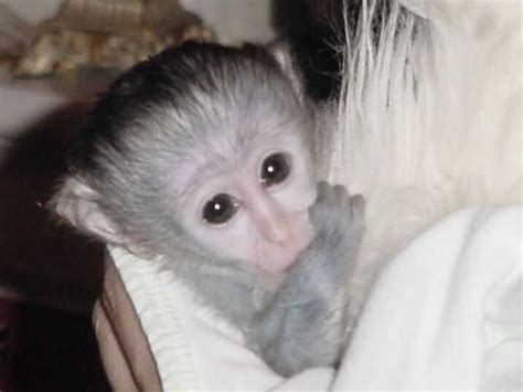 Baby Capuchin Monkeys For Adoption  352  462 4581 ...