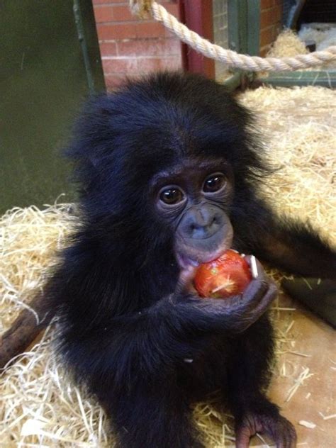 Baby Chimpanzee Eating an Apple | LuvBat