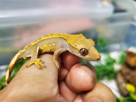 Baby Crested Gecko 3 | Ringtail Exotics Pets