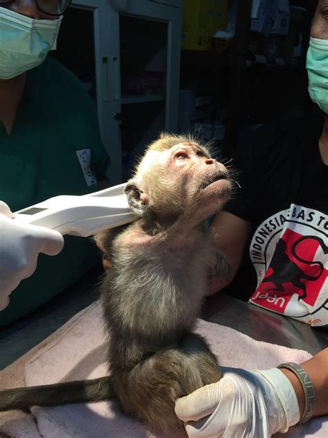 Baby  Dancing Monkey  Endures Unbearable Torture To ...