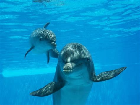 Baby dolphin makes debut at Zoomarine   The Portugal News