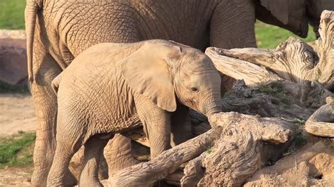 Baby Elephant  San Diego Zoo Safari Park | Travel for Kids ...